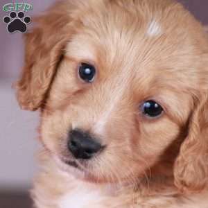 CHEETO, Miniature Golden Retriever Puppy